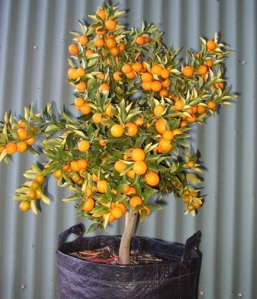Bush orange