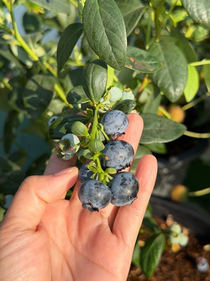 Blueberry