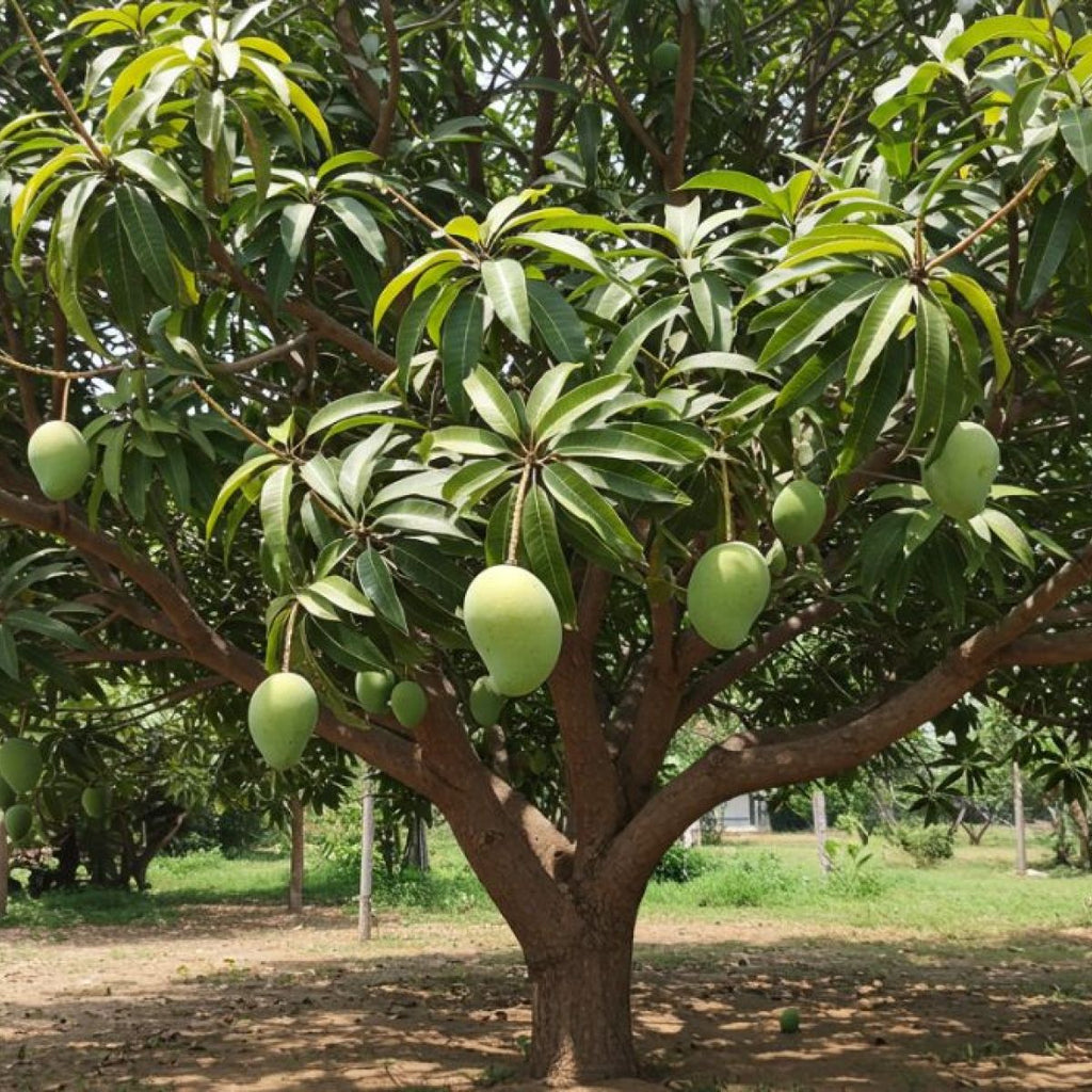 priyoor mango[home grown]2ft