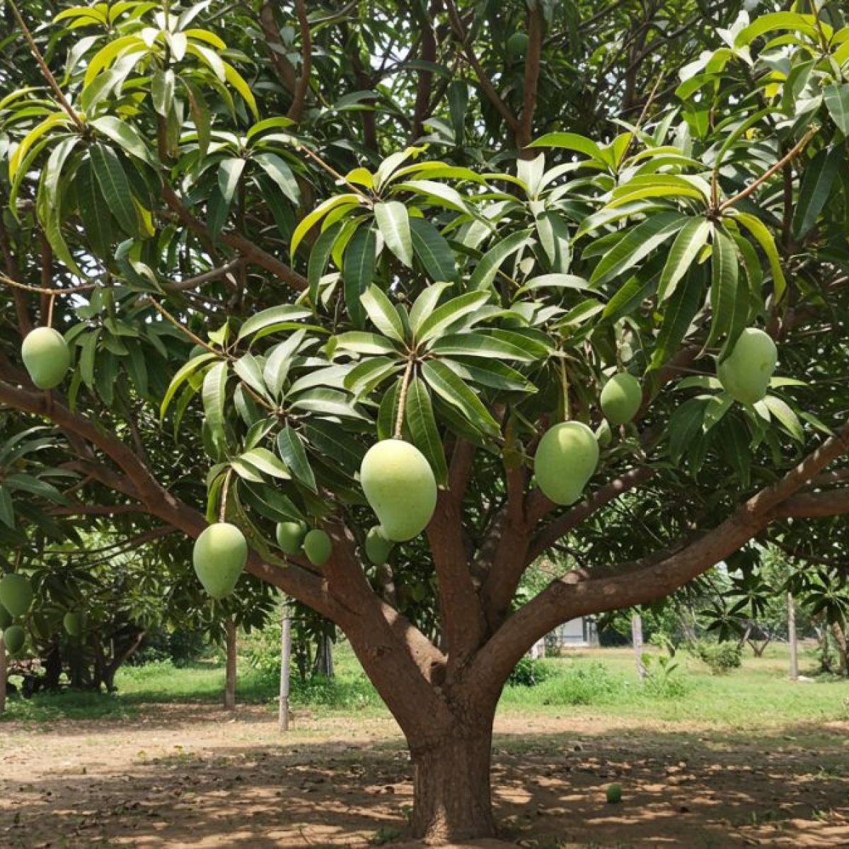 priyoor mango[home grown]2ft