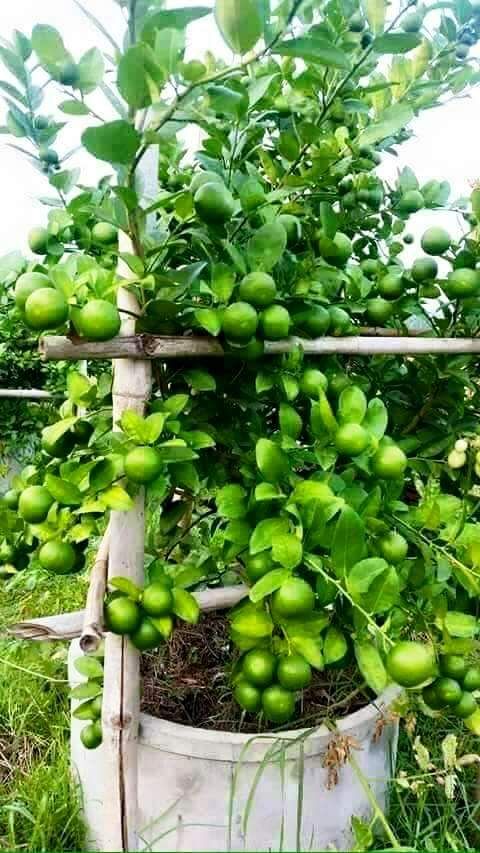 Hybrid lime lemon