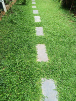 pearl grass[4sqft]
