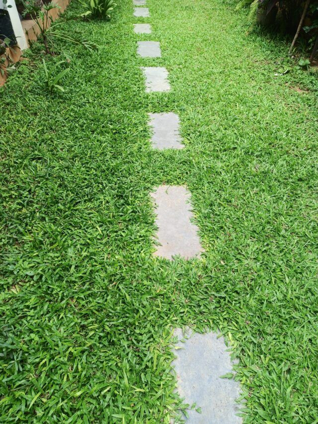 pearl grass[4sqft]