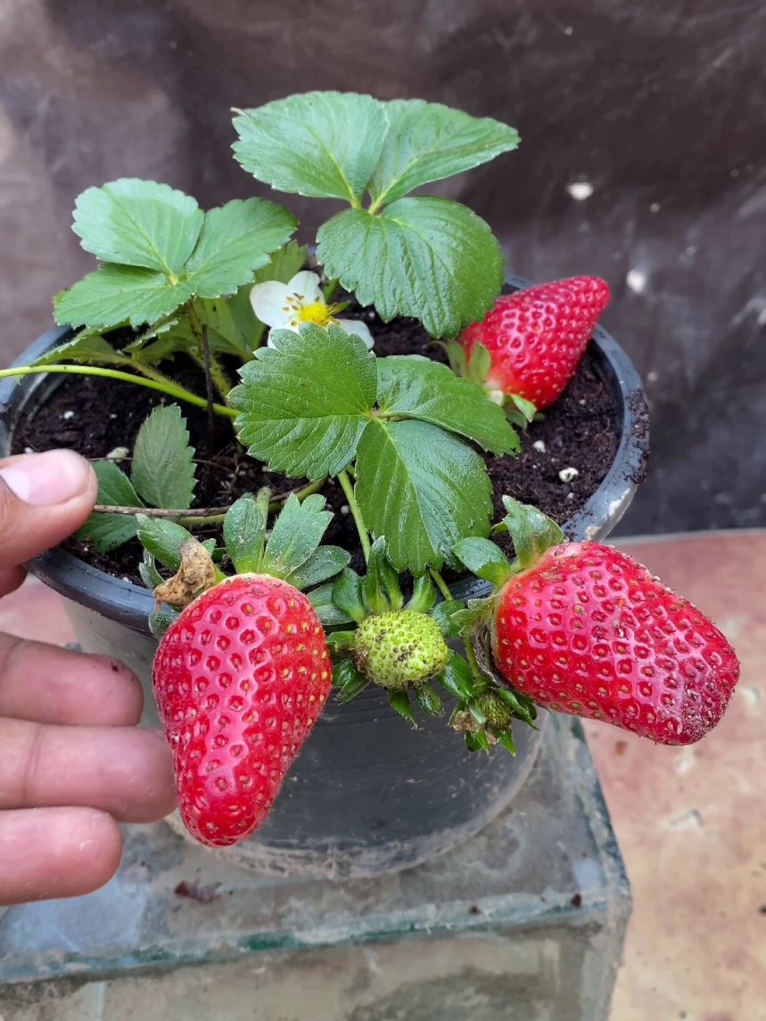 Strawberry