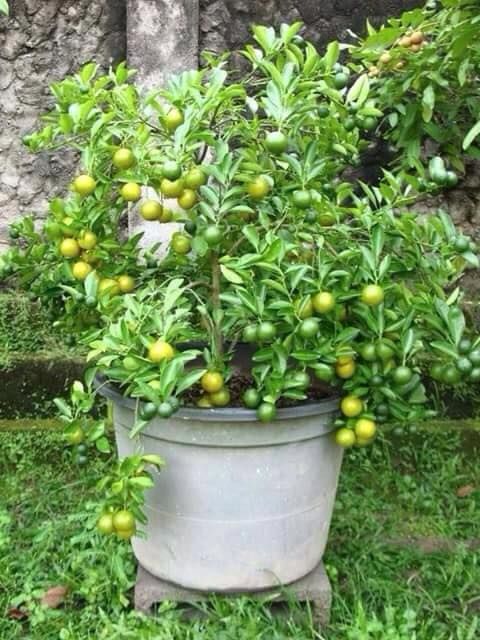Seedless lemon