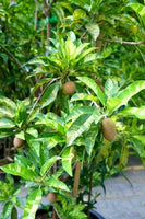 variegated sapota[1.5ft]