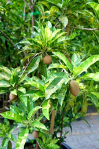 variegated sapota[1.5ft]