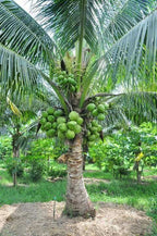 Ganga Bondam