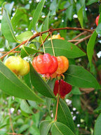 Surinam cherry