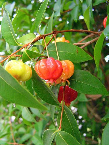 Surinam cherry