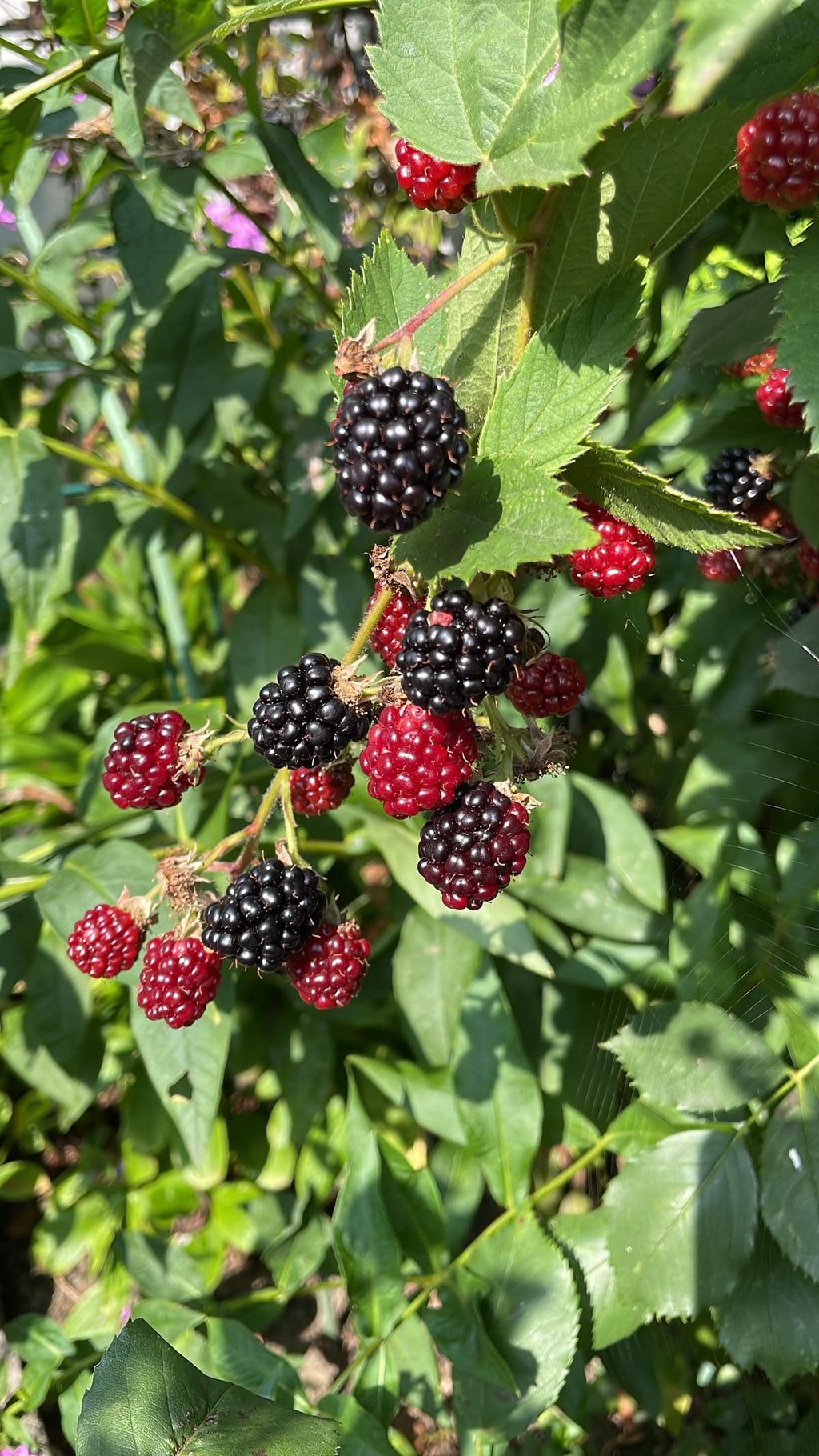 Black berry