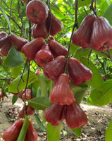 Bell chaba