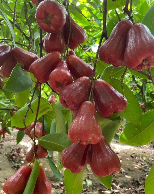 ThaiBell chamba[home grown]3.5ft