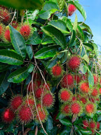 Rambutan schoolboy[HOME GROWN]2FT