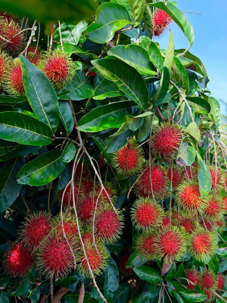 Rambutan schoolboy[HOME GROWN]2FT