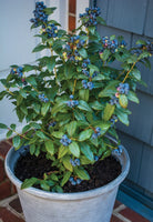 Blueberry