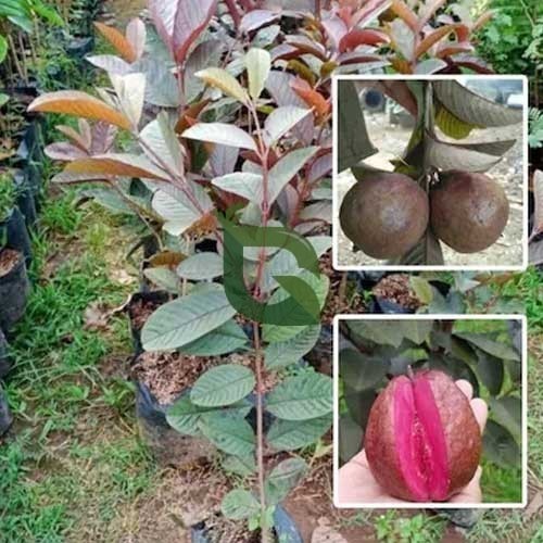 black diamond guava[2ft]