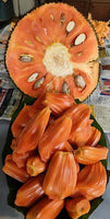 Cambodian orang[HOME GROWN][2.5ft]