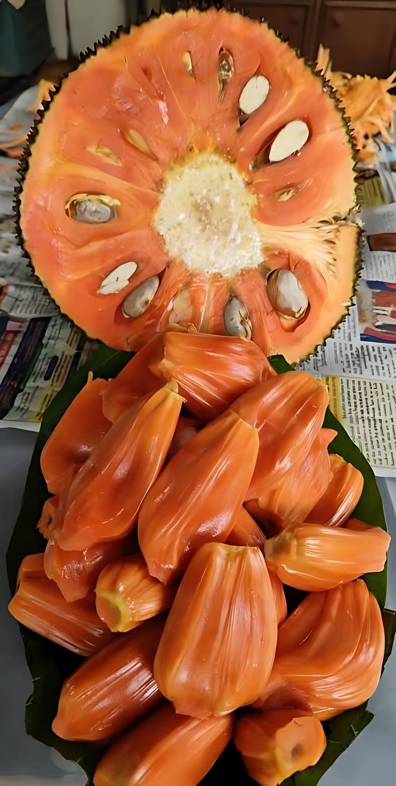 Cambodian orang[HOME GROWN][2.5ft]