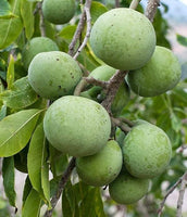 White sapota