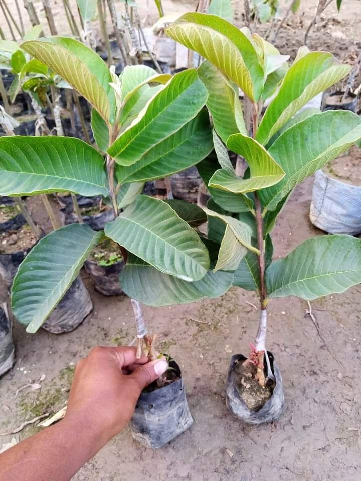 Hybrid guava