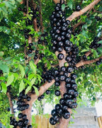 Jaboticaba