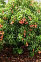 Lichi