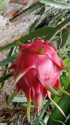 Red dragon fruit