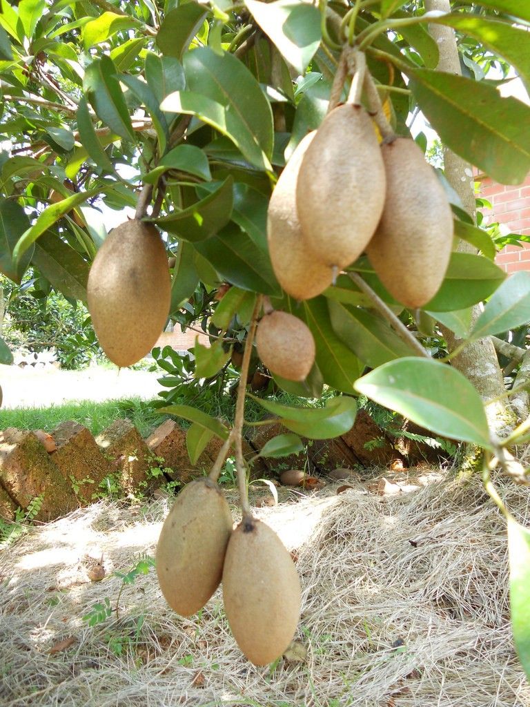 Kalapathi sappotta