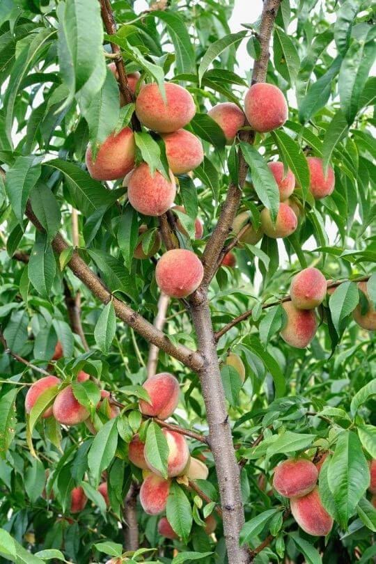 Peach