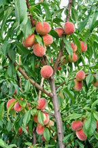 Peach