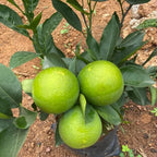 Moosambi