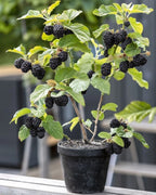 Black berry