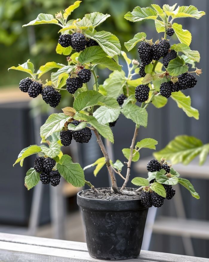Black berry