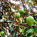 Milky fruit[6ft]