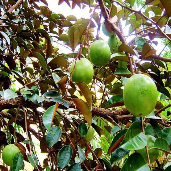 Milky fruit[6ft]