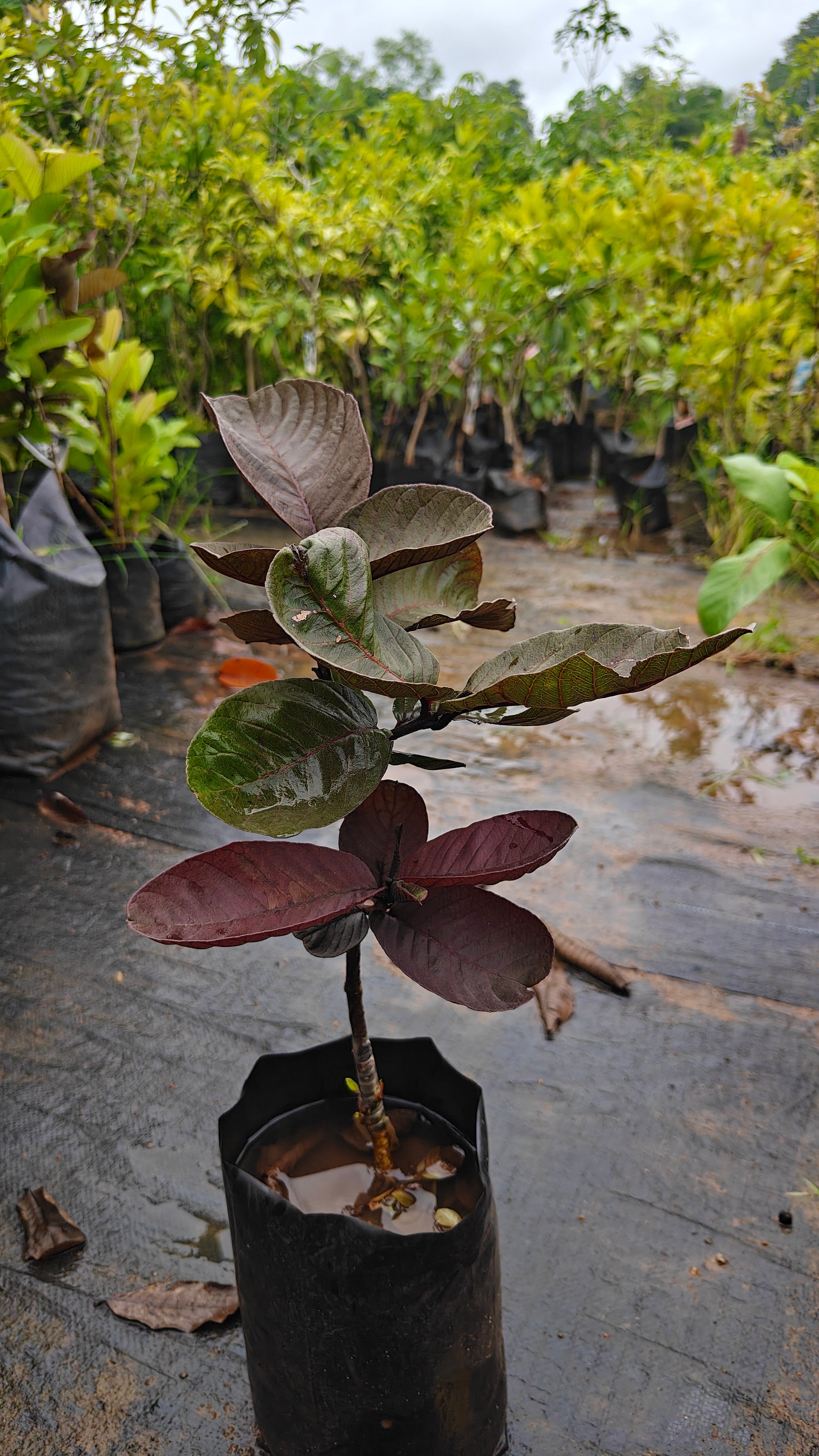 black diamond guava[2ft]