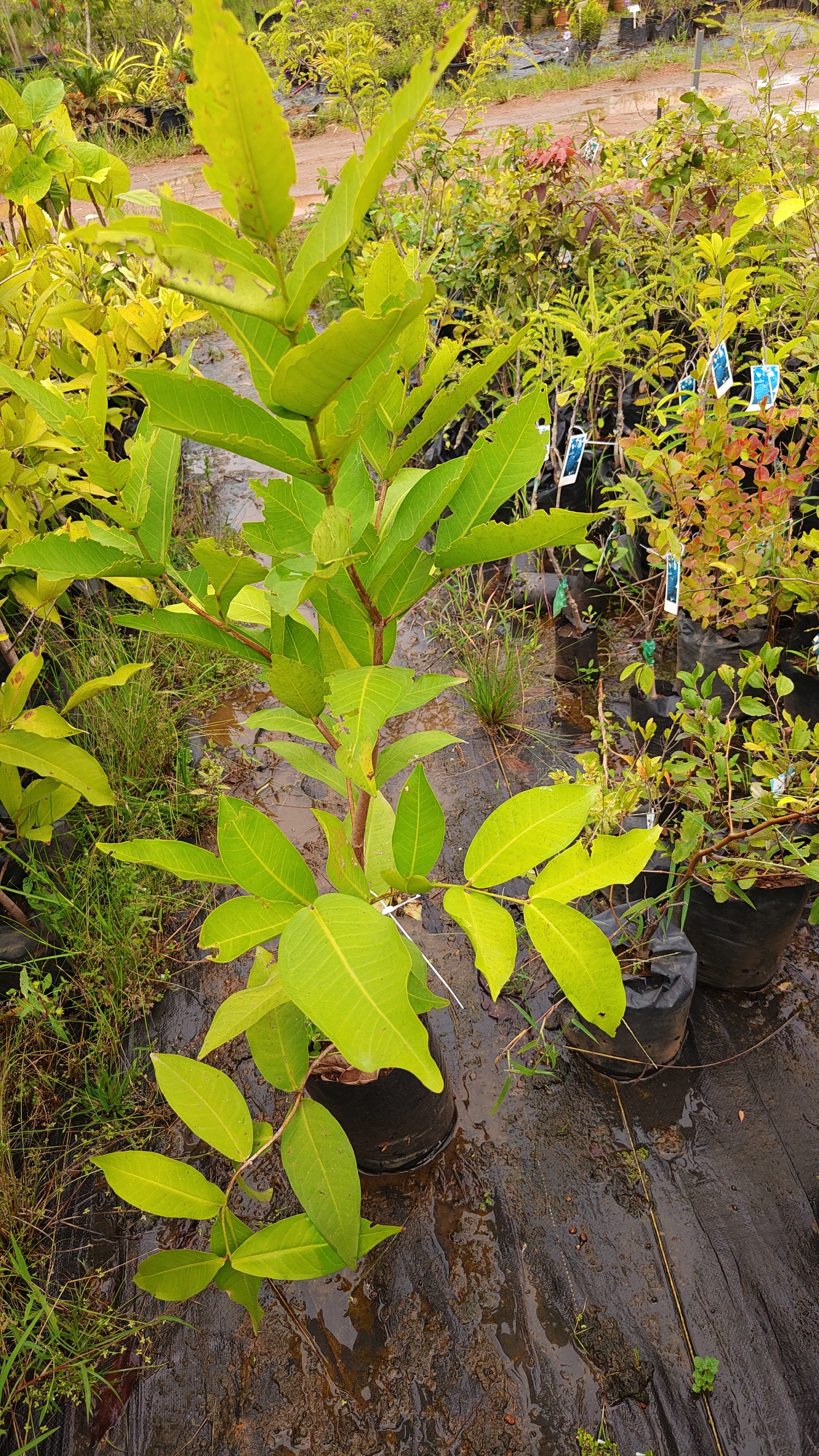 ThaiBell chamba[home grown]3.5ft