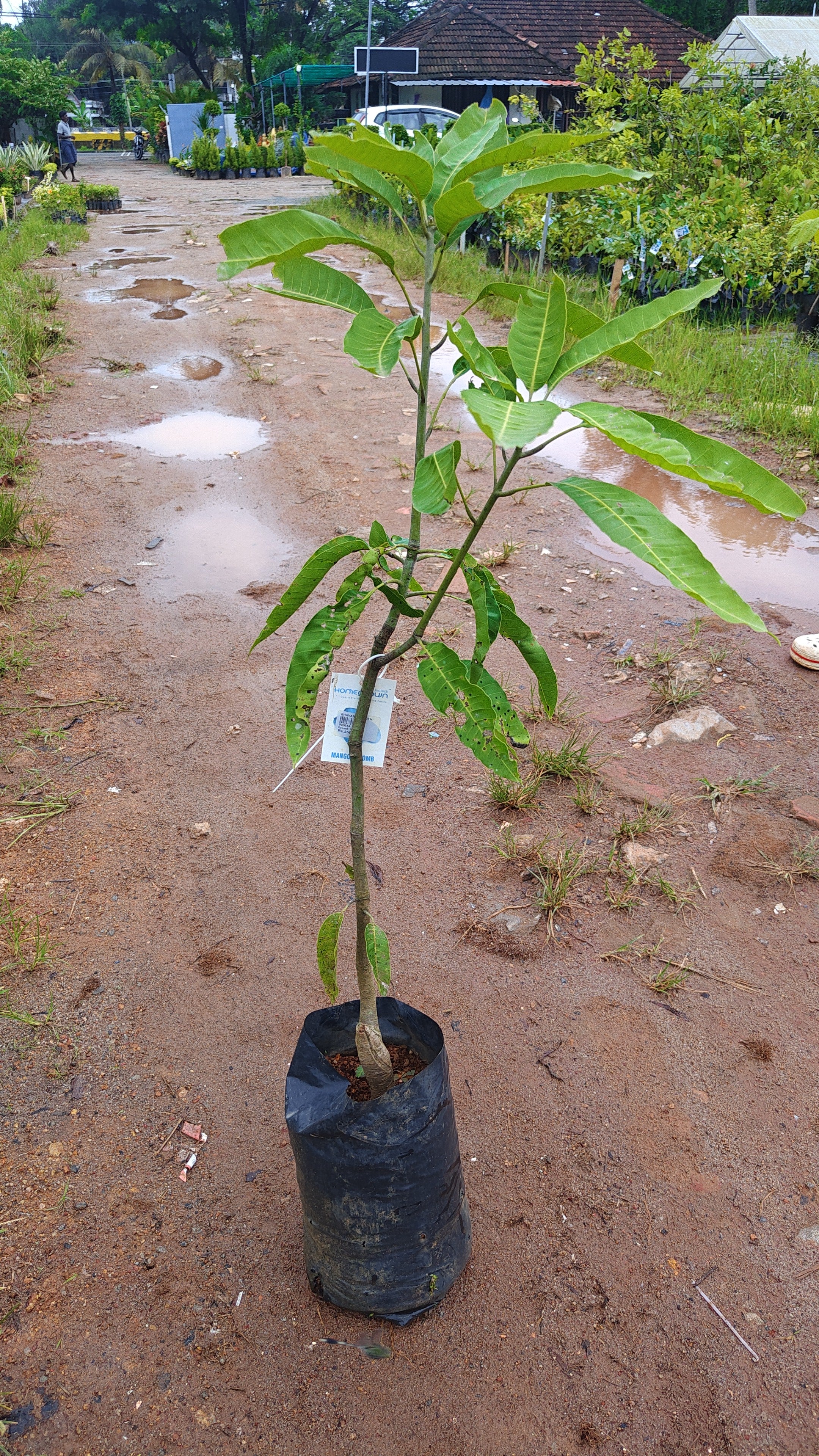 kolamb[home grown]3ft