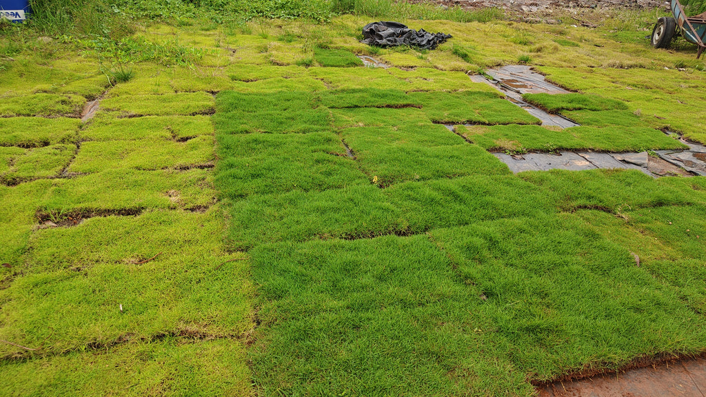 mexican grass[4sqft]