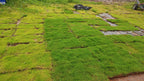 mexican grass[4sqft]
