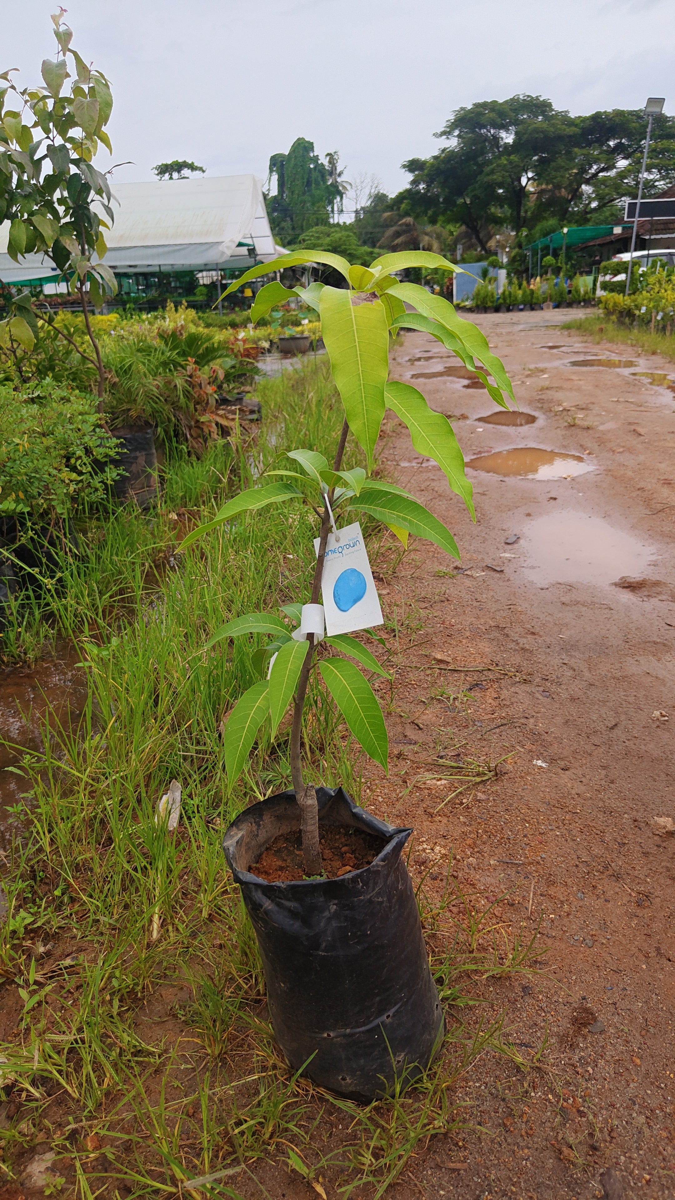 priyoor mango[home grown]2ft