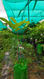 Rambutan schoolboy[HOME GROWN]2FT