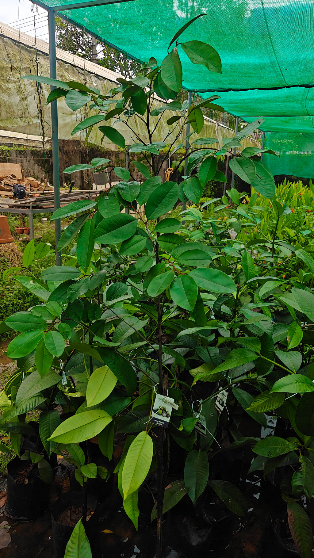 Milky fruit[6ft]