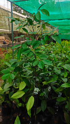 Milky fruit[6ft]