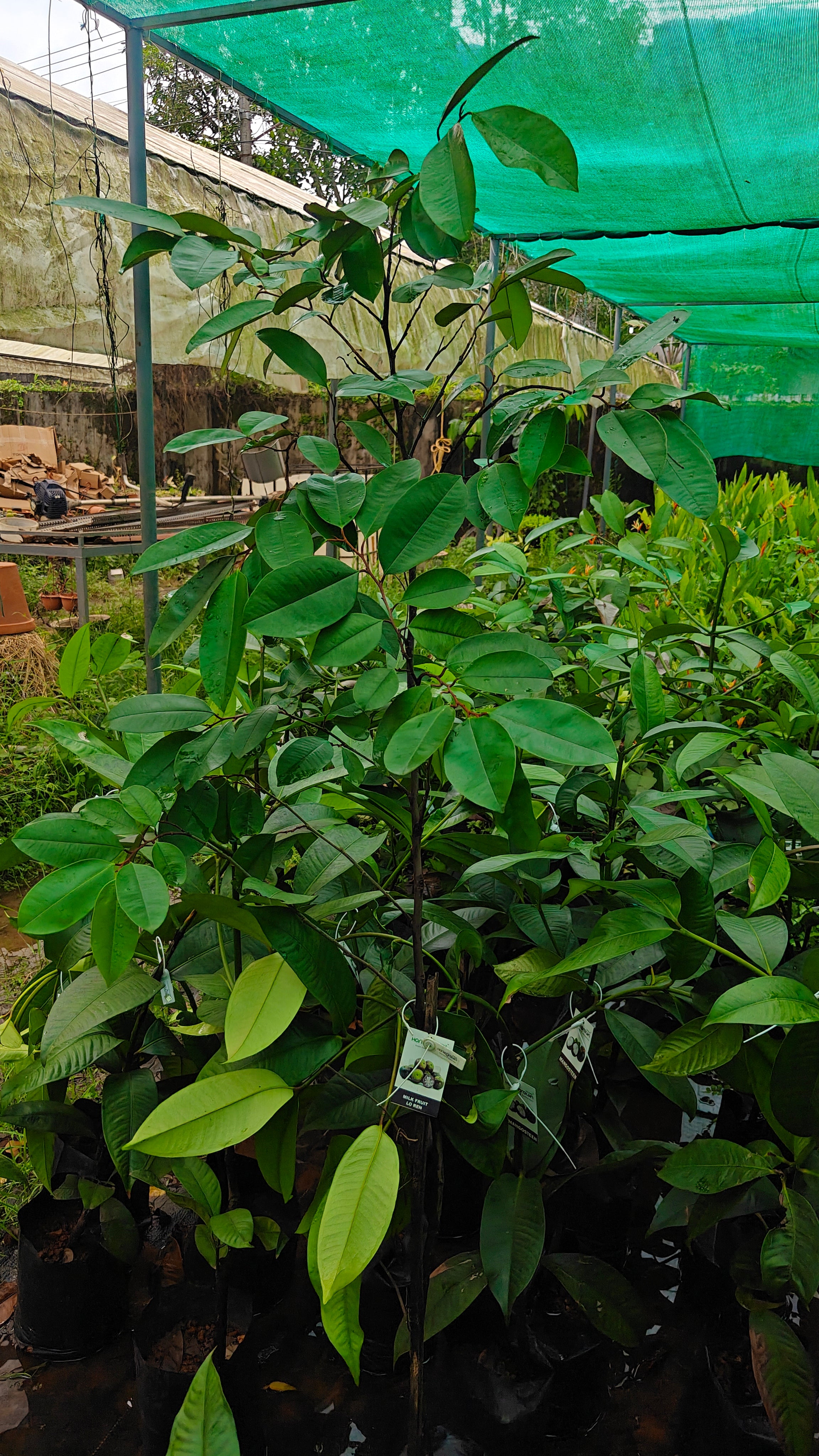 Milky fruit[6ft]