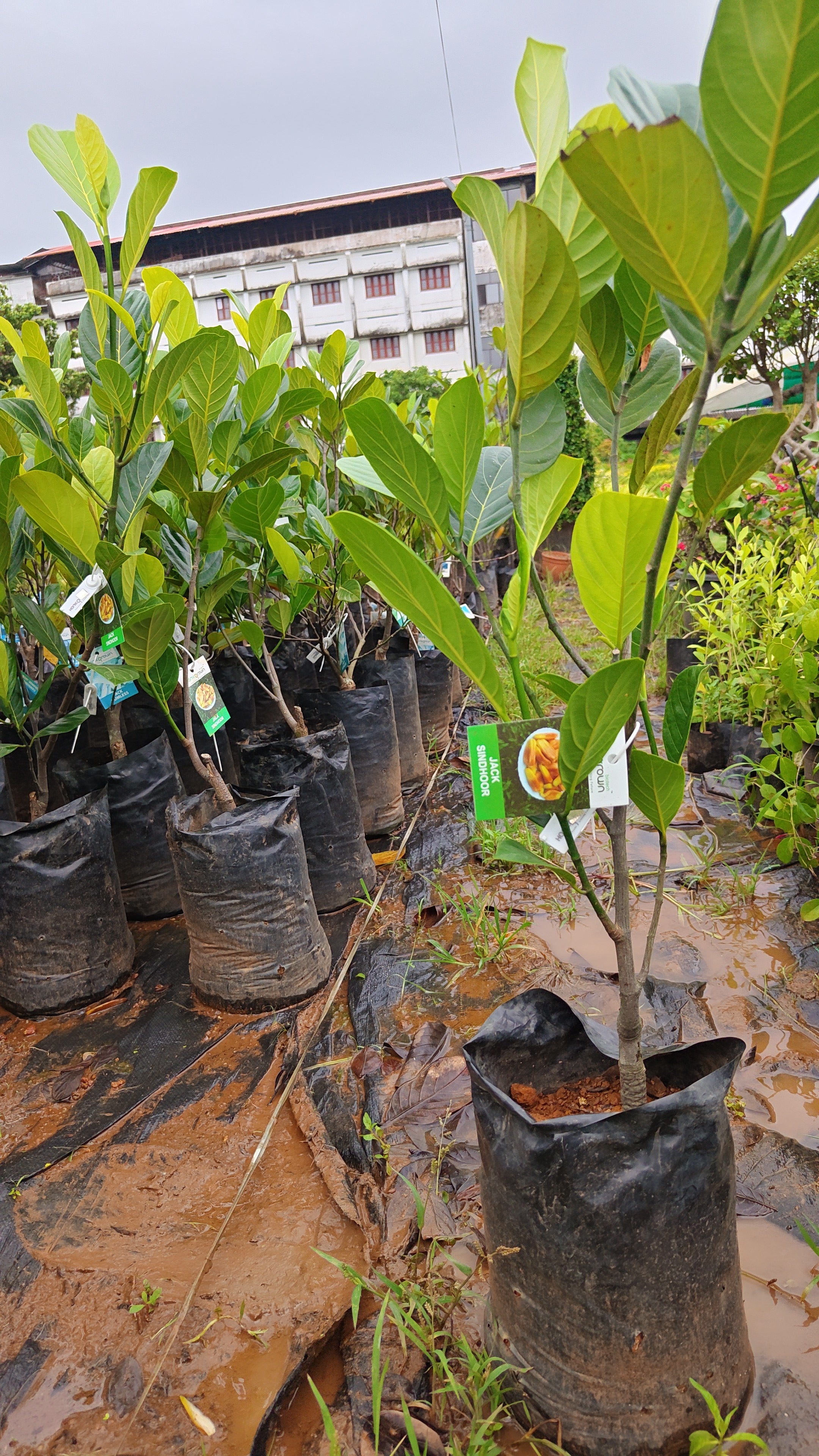 Sindhoor jack fruit[HOME GROWN]2.5ft