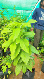 Tropical avacado[3ft]