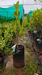 Cambodian orang[HOME GROWN][2.5ft]