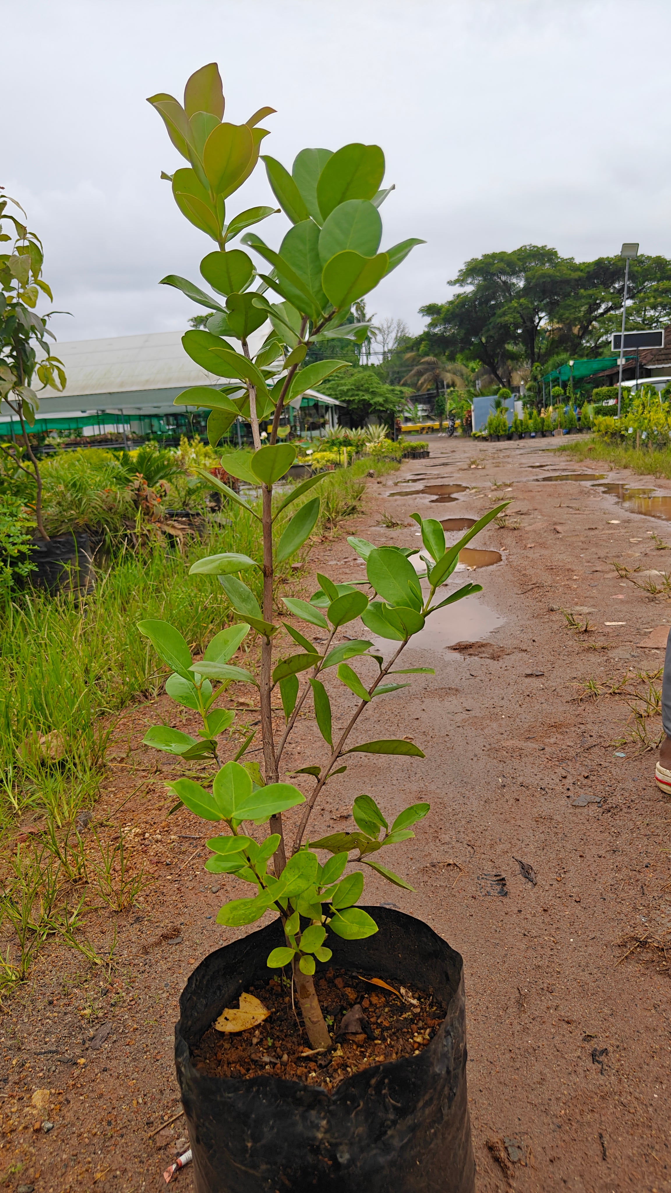 Strawberry guava [3ft]